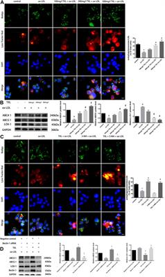 Traditional Chinese Medication Tongxinluo Attenuates Lipidosis in Ox-LDL-Stimulated Macrophages by Enhancing Beclin-1-Induced Autophagy